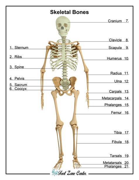 A diagram of skeletal system anatomy, highlighting its structure and function